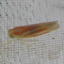 Alebra albostriella